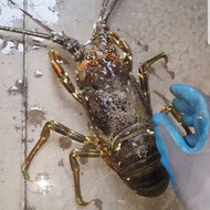 Dijual Lobster laut 1 ekor 1kg
