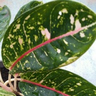 Aglaonema Plant (keladi hiasan)