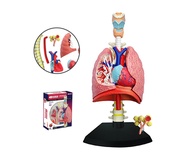 4D Vision หุ่นจำลองปอด 4 มิติ