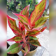 Aglaonema red lipstick rooted seeds, 50 thousand seeds (non living plants)