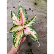 Sindo - Aglaonema Pink Sunset Live Plant 2VTNNKWZDG