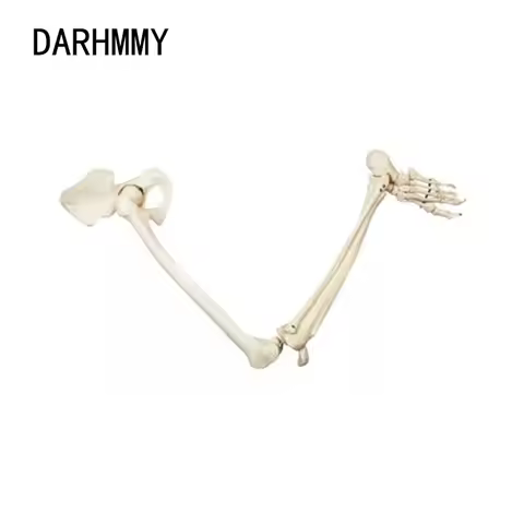 DARHMMY Adult Size Lower Limb Model Skeleton Anatomy Leg Bone with Hip Femur Foot Medical Teaching T