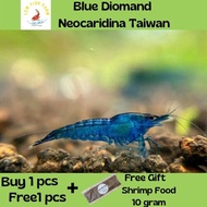 Blue Diamond Shrimp / Udang Akurium - Neocaridina Taiwan 1 pcs free 1 pcs （蓝宝石米虾）