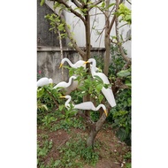 Combo Sản Phẩm Bẫy Cò: 10 Cò Xốp Đệm Dẻo 2kg Nan Cáp Quang và 1kg Keo Dính