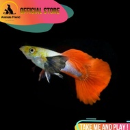 IKAN GUPPY PLATINUM RED TAIL DUMBO EAR