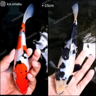 Terlaris ikan koi SQ showa blitar doitsu/sisik/ginrin non import jumbo