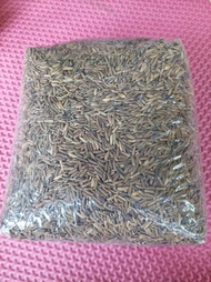 Bibit padi ketan hitam gabah per 2 kg