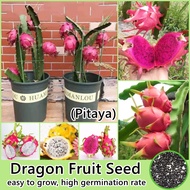 [Fast Germination] 200 Seeds/pack Pitaya Seeds for Planting (Dragon Fruit Seed)  Bonsai Fruit Tree S