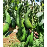 [PROMOSI] Pokok Avocado HYBRID Vietnam A034 / 034 AVOCADO GRAFTED TREE/Pokok Avocado boleh berbuah d