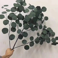 Yunnnan Preserved Flower Apple Leaf Real Flower Round Leaf Eucalyptus Beautiful Leaf Eucalyptus Leaf