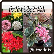 Real Live Plant Ixora Coccinea Flowers Plants Ixora Variegated Jungle Geranium Pokok Hidup 龙船花