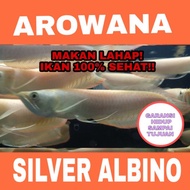 ikan Hidup Arwana Silver Albino Arowana Silver Albino Mata merah mat