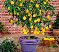 bibit lemon california okulasi asli