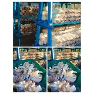 cedawan tiram baru dari ladang ( 1kg )