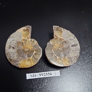 Small MADAGASCAR AMMONITE PAIR