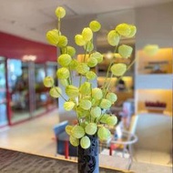 現貨  特價 小欣種業氣球果種子多年生釘頭果河豚果風船唐棉種籽觀果可切花陽臺盆栽春