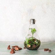 微景觀苔蘚生態燈泡球 | 室內植物 居家布置 苔蘚瓶