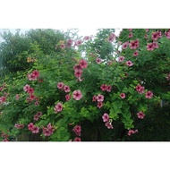 BENIH POKOK ALAMANDA MELALUI KERATAN (1 KERATAN)