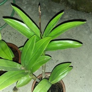 anggrek dendrobium dewasa