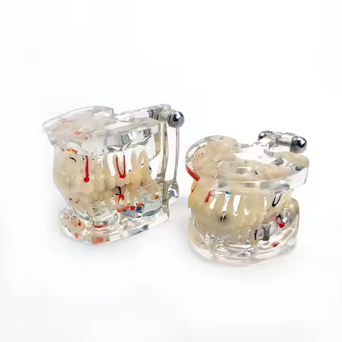 Dental Teaching Model Pathology Model With Half/Full Implant C1/C4 Dentist Laboratory Material Tools