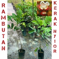 pokok rambutan kerat nyior ( hybrid ) thai / rambutan kerak nyor thai murah