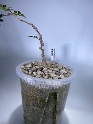 象足漆樹