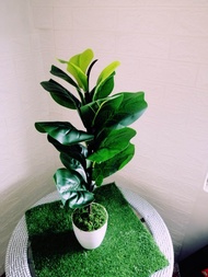 Artificial plant pokok hiasan for Home fiddle fig tree