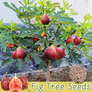 [Easy to grow in Philippines] 150pcs Bonsai Fig Tree Seeds for Planting Fruit Plants - Tropical Ficus Carica Seed Dwarf Fruit Seeds Gardening Seeds for Planting Fruit Trees Fruit Bearing Trees Seeds Potted Live Plants for Sale Indoor Plants Real Plants