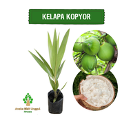 BIBIT KELAPA KOPYOR Aneka bibit unggul NIRWANA