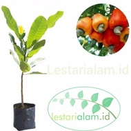 Terlaris Bibit tanaman pohon buah jambu mete bibit jambu mete taman pohon mete jambu monye TERBAIK
