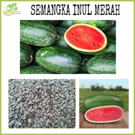 Benih Biji semangka inul merah isi (100 butir) Bibit biji semangka