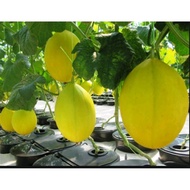 30 benih Bibit Melon Apollo Golden Emas Hibrida
