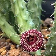 Huernia Strawberry Frosting ..