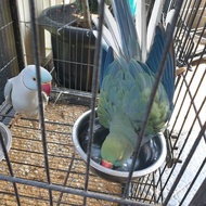 burung indian ringneck parrot (irn)