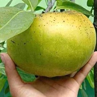 Pokok Buah Black Sapote Real plant ready stock hotselling pokok buah Fruit