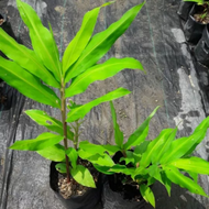 Bonglai Putih / Bengal Ginger (Zingiber montanum) - Pokok Hidup / Live Plant