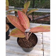 Terlaris Tanaman hias Aglaonema big roy