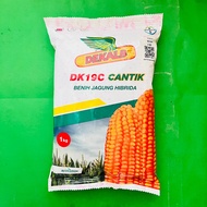 Benih jagung hibrida DEKALB DK19C isi 1kg cantik batang kokoh dari ACCELERON