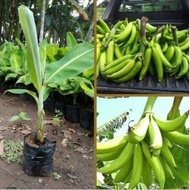 BIBIT PISANG TANDUK BONGGOL PISANG TANDUK TANAMAN PISANG BIBIT PISANG