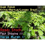 READY STOCKAnak Pokok Buah Kristal Matoa Longan Brazil Manis