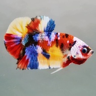 *RANDOM PICK* Nemo Candy Galaxy Halfmoon Plakat (HMPK)  Betta fish/ ikan laga   S / S+ / M