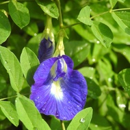 Pokok Bunga Telangn Biru / Anak Pokok / Kacang Telang
