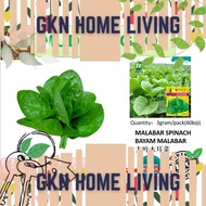 3gram/pack(60biji) MALABAR SPINACH BAYAM MALABAR 大叶木耳菜