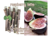 มะเดื่อฝรั่ง กิ่งสดมะเดื่อฝรั่ง ราสเบอรี่ ลาเต้ ชุด 4 กิ่ง180บาท/raspberry latte figs cuttings ,set 4 pieces180฿180