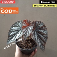 SUPER MURAH Begonia silver red - Begonia silver - Begonia