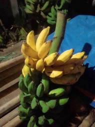 PISANG RAJA BULU ASLI MENTAH TUA 1KG