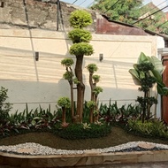 Taman Bonsai Anting Putri Kombinasi Tanaman Hias 