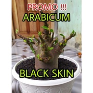 Terlaris Arabicum Black Skin | D D C Black Nomsood | Adenium Murah |