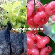 MDC- Anak Pokok Jambu Bertih Merah Anak Pokok Tanaman Benih Garden Seed Seeds