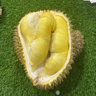 (N)Yar(I) Durian Montong Palu Parigi Utuhan/Butiran